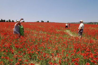 Campo de amapolas en la salida de la A62 a la altura del RÍO Shopping