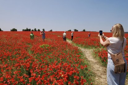 Campo de amapolas en la salida de la A62 a la altura del RÍO Shopping