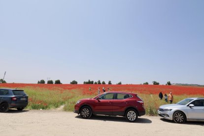 Campo de amapolas en la salida de la A62 a la altura del RÍO Shopping