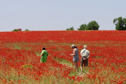 Campo de amapolas en la salida de la A62 a la altura del RÍO Shopping