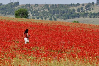 Campo de amapolas en la salida de la A62 a la altura del RÍO Shopping