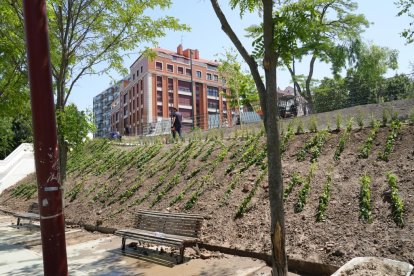 Preparativos para inaugurar el carril bici de Isabel La Católica.