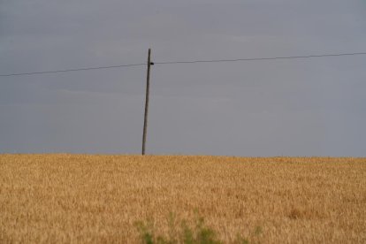 Campos de cereales en Villavaquerín