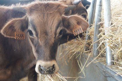 Inauguración del Centro de Interpretación Bos Taurozos.