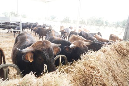 Inauguración del Centro de Interpretación Bos Taurozos.
