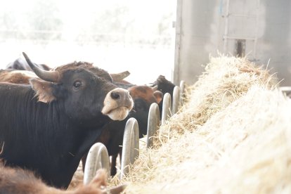 Inauguración del Centro de Interpretación Bos Taurozos.