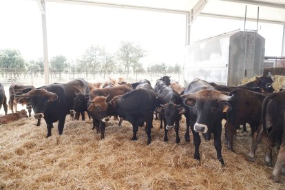 Inauguración del Centro de Interpretación Bos Taurozos.