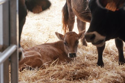 Inauguración del Centro de Interpretación Bos Taurozos.