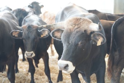 Inauguración del Centro de Interpretación Bos Taurozos.