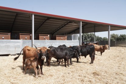 Inauguración del Centro de Interpretación Bos Taurozos.
