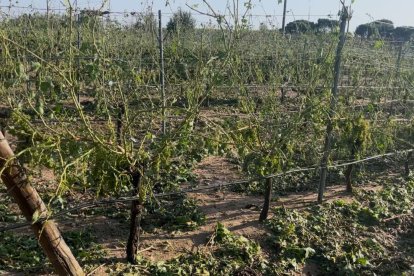 Cuantiosos daños en cultivos y viviendas por la tromba en Rueda.