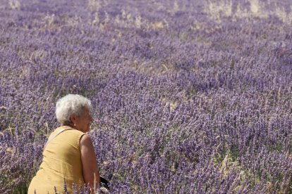 Campos de Lavanda en Tiedra.