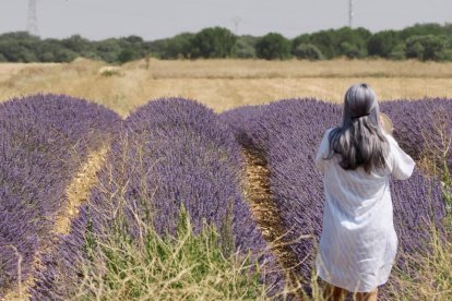 Campos de Lavanda en Tiedra.
