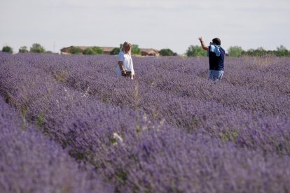 Campos de Lavanda en Tiedra.