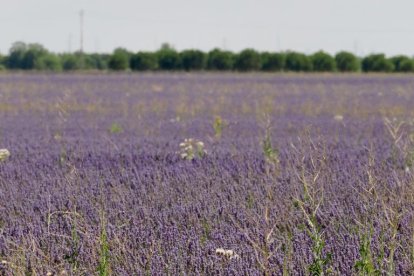 Campos de Lavanda en Tiedra.