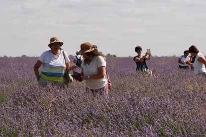 Campos de Lavanda en Tiedra.
