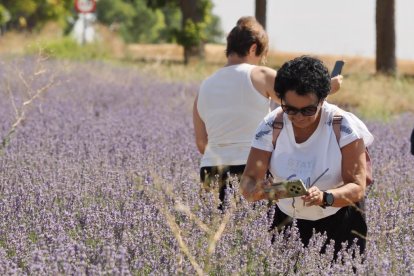 Campos de Lavanda en Tiedra. 