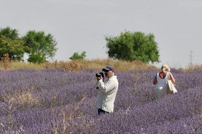 Campos de Lavanda en Tiedra.
