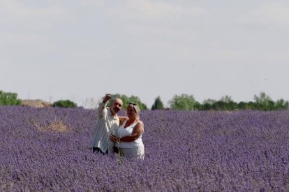 Campos de Lavanda en Tiedra.