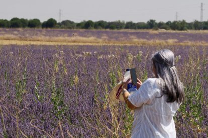 Campos de Lavanda en Tiedra. 