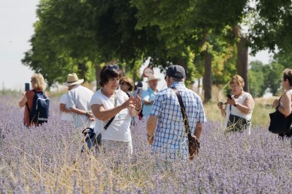 Campos de Lavanda en Tiedra.