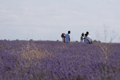 Campos de Lavanda en Tiedra.