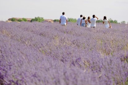 Campos de Lavanda en Tiedra.