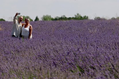 Campos de Lavanda en Tiedra. 