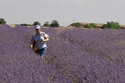 Campos de Lavanda en Tiedra.