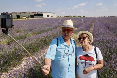Campos de Lavanda en Tiedra.