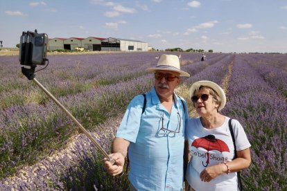 Campos de Lavanda en Tiedra. 