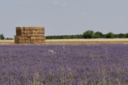 Campos de Lavanda en Tiedra. 