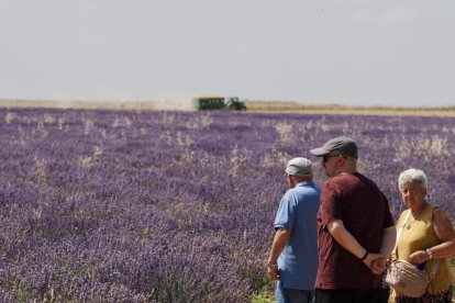 Campos de Lavanda en Tiedra.