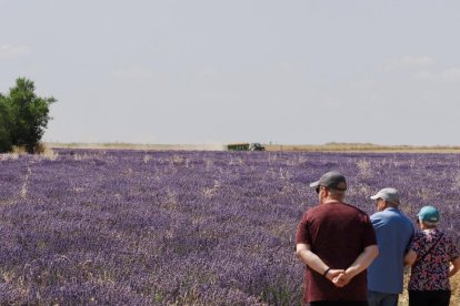 Campos de Lavanda en Tiedra.