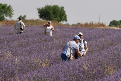 Campos de Lavanda en Tiedra. 