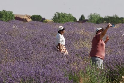 Campos de Lavanda en Tiedra.
