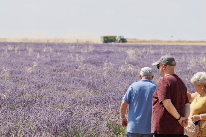 Campos de Lavanda en Tiedra. 