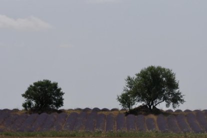 Campos de Lavanda en Tiedra.