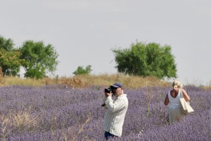 Campos de Lavanda en Tiedra. 