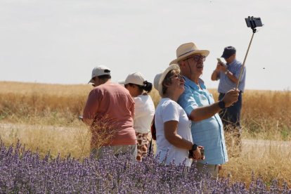 Campos de Lavanda en Tiedra. 