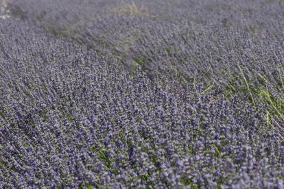 Campos de Lavanda en Tiedra.