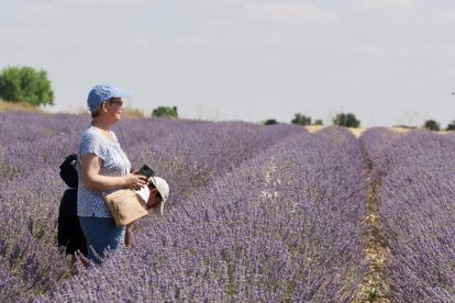 Campos de Lavanda en Tiedra. 