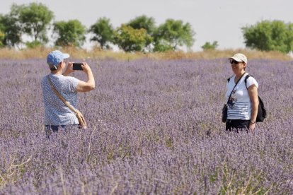 Campos de Lavanda en Tiedra. 