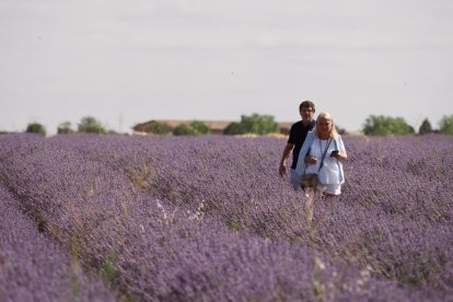 Campos de Lavanda en Tiedra. 