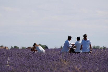 Campos de Lavanda en Tiedra.