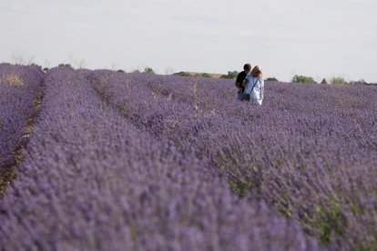Campos de Lavanda en Tiedra. 