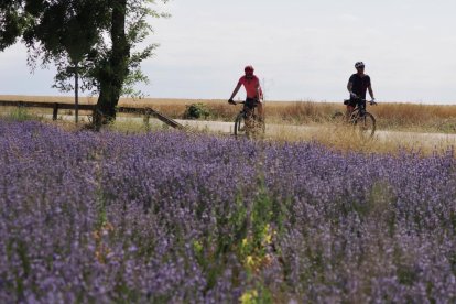 Campos de Lavanda en Tiedra.