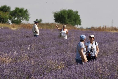 Campos de Lavanda en Tiedra.