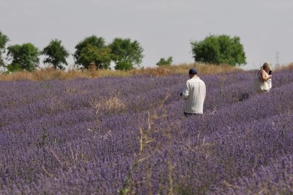 Campos de Lavanda en Tiedra. 