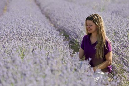 Campos de Lavanda en Tiedra. 